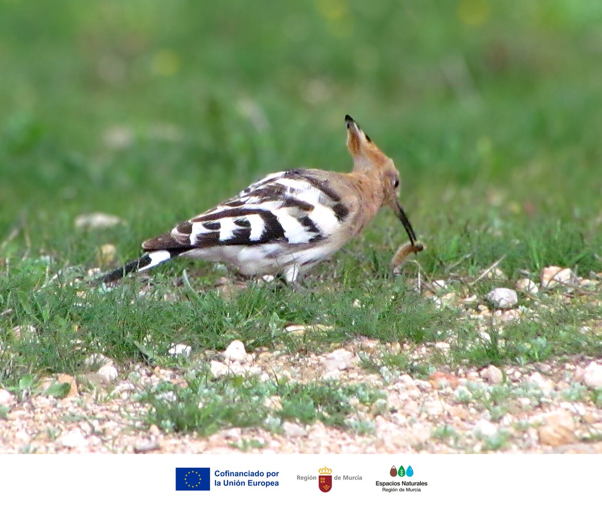 MonteArabiMN's tweet photo. Antes de verla, la oyes: “up-up-up” 🎶

La #Abubilla recorre claros y senderos, sondando el suelo con su largo pico en busca de invertebrados 🐦 🌿

Su cresta en abanico la hace inconfundible. ¡Obsérvala con respeto en #MonteArabíMN! 👀

#Fauna #BuenasPrácticas https://t.co/74we8mzRwP