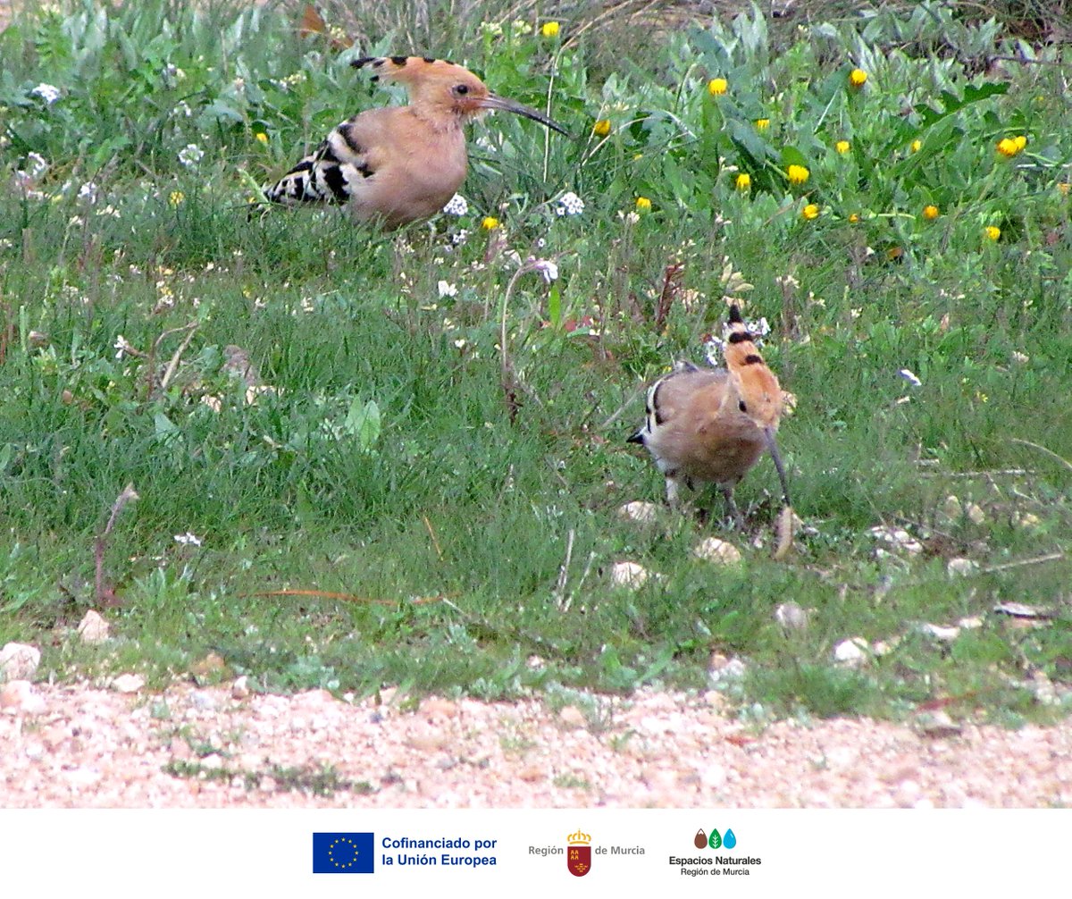 MonteArabiMN's tweet photo. Antes de verla, la oyes: “up-up-up” 🎶

La #Abubilla recorre claros y senderos, sondando el suelo con su largo pico en busca de invertebrados 🐦 🌿

Su cresta en abanico la hace inconfundible. ¡Obsérvala con respeto en #MonteArabíMN! 👀

#Fauna #BuenasPrácticas https://t.co/74we8mzRwP