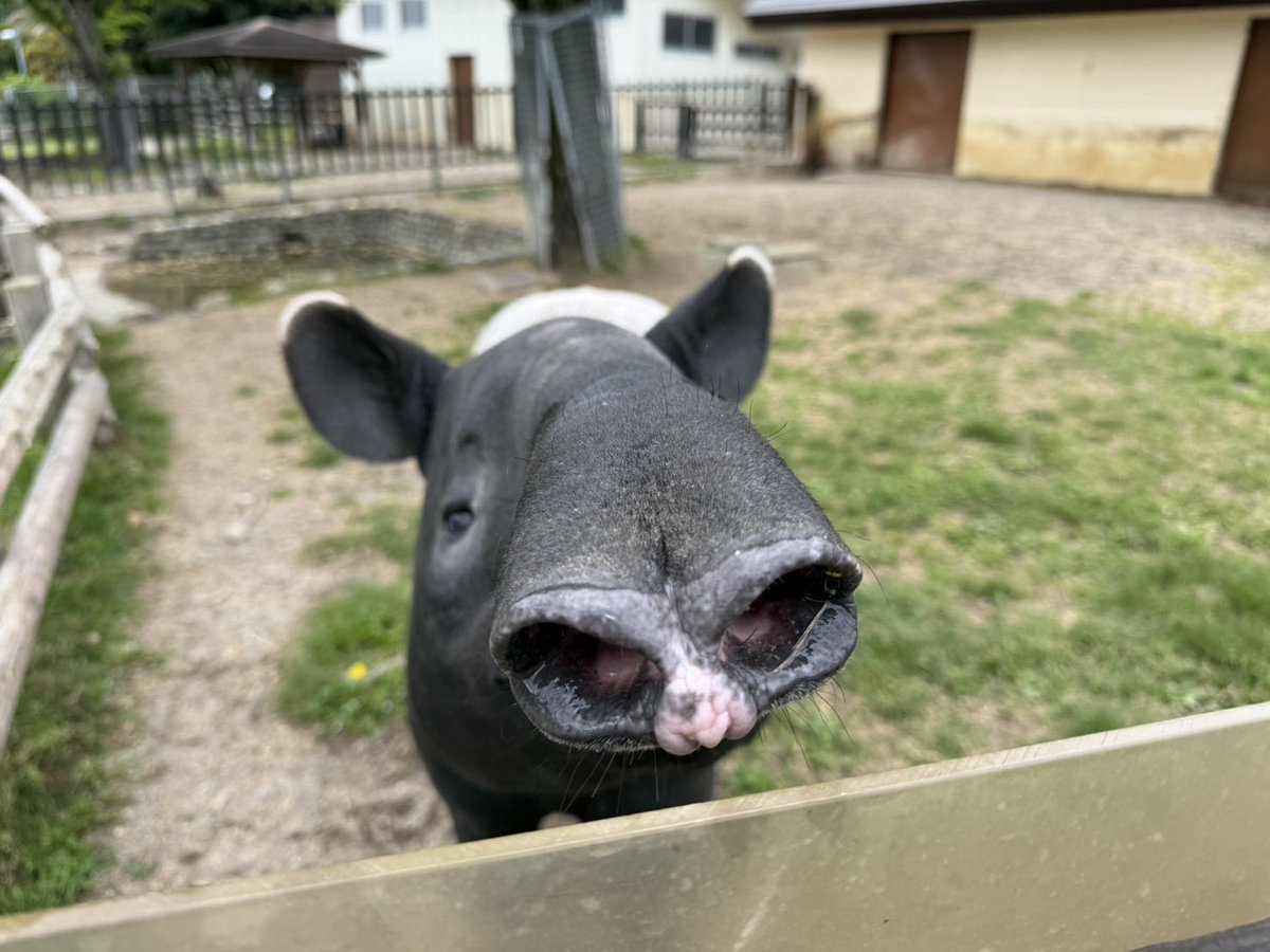 東武動物公園【公式】 (@tobuzoo_info) / Highlights / X
