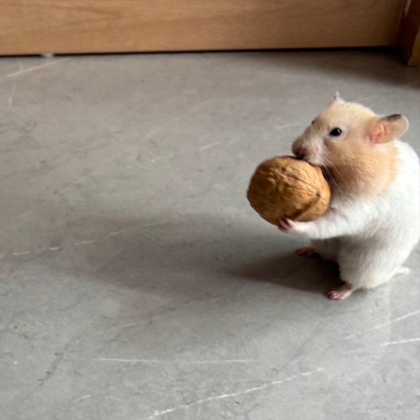 햄스터 서경배 tweet media