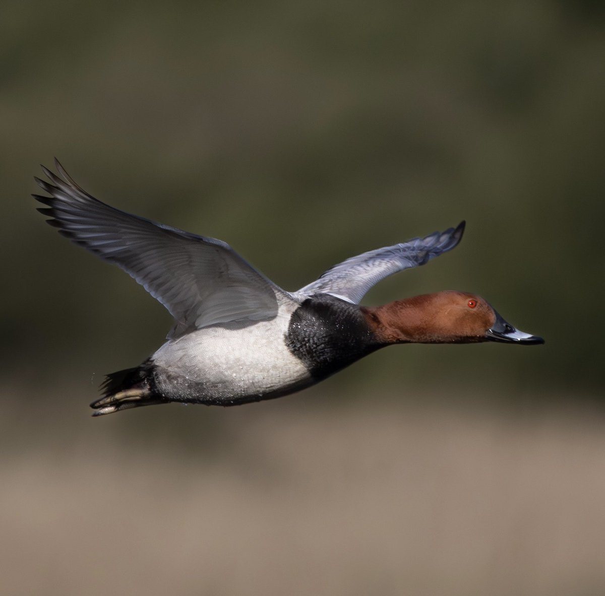 kevinduell1's tweet photo. Pochard. Ham Wall. https://t.co/zSROO7kpuI