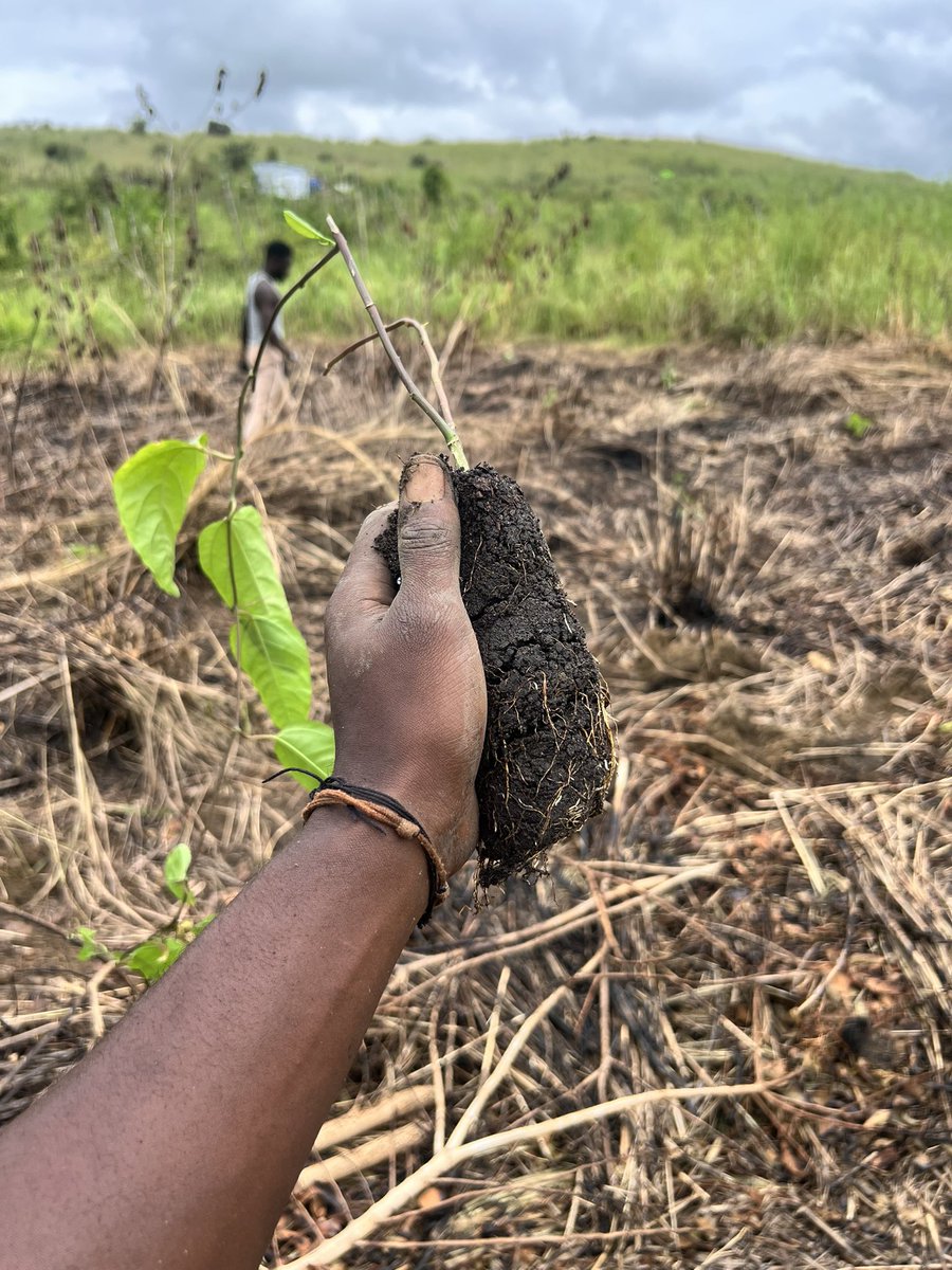 𝖩𝗈𝗁𝗇 𝖫𝗂𝗇𝗀𝖾𝗉𝗈 🇨🇩 tweet media