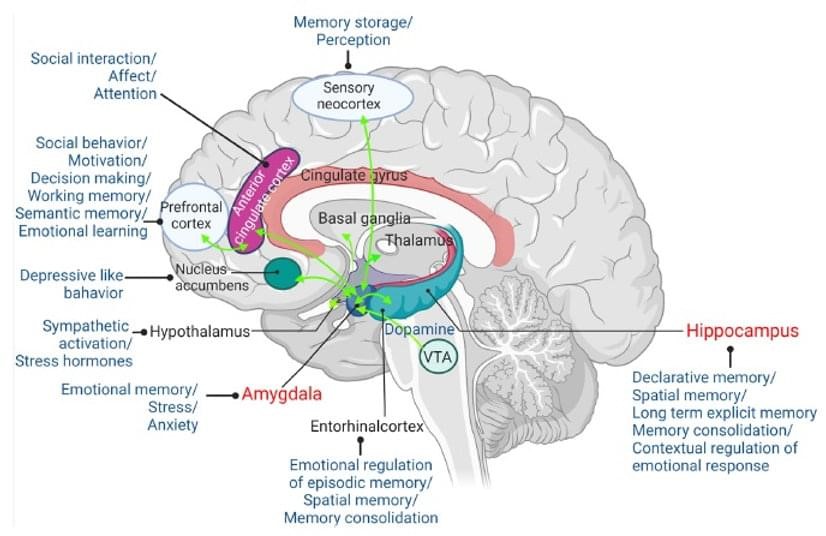 ICBSSR_2026's tweet image. Cultural Intelligence starts in the brain 🧠🌍
Amygdala connections shape emotion, memory &amp;amp; social behavior across cultures.
Join #ICBSSR2027
📅 Feb 10–11, 2027
📍 Miami, USA
🌐 Hybrid Event

#Neuroscience #BehavioralScience