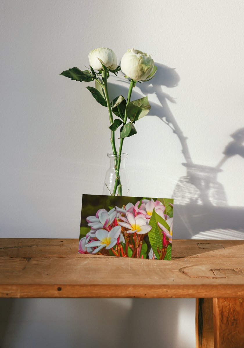 PeacockChoc's tweet image. Botanical Photography Greeting Card | Frangipani Flowers tuppu.net/9be2f6fc #greetingscard #homeoffice #lakedistrict #housewarming #shelving #Photography #birthday #handmadefurniture #rusticfurniture #chocolate #CustomCard