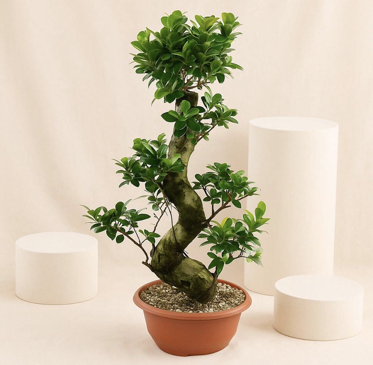 Штир ESTj tweet media