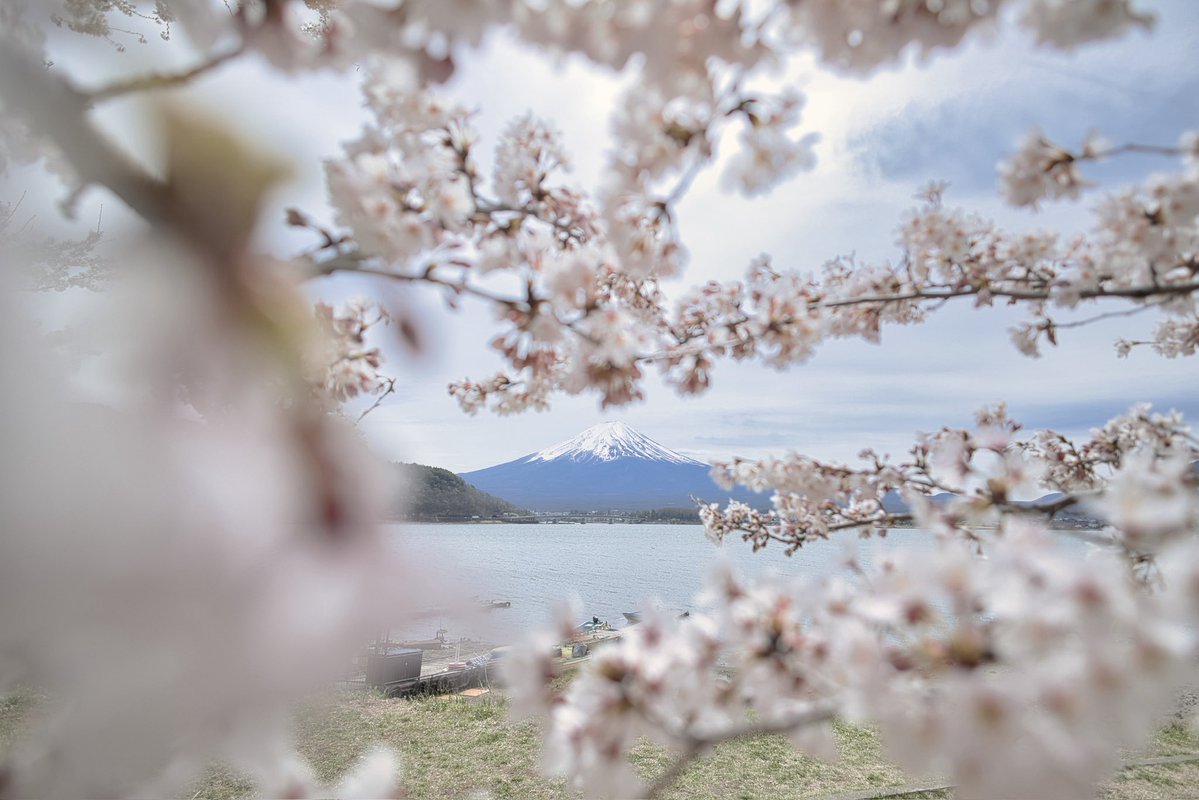 YU_JURRY's tweet image. 🗻🌸

—————————
Camera: EOS R6Mk3
Lens: RF  16mm f2.8

#photography #Fuji #camera #canon #japan