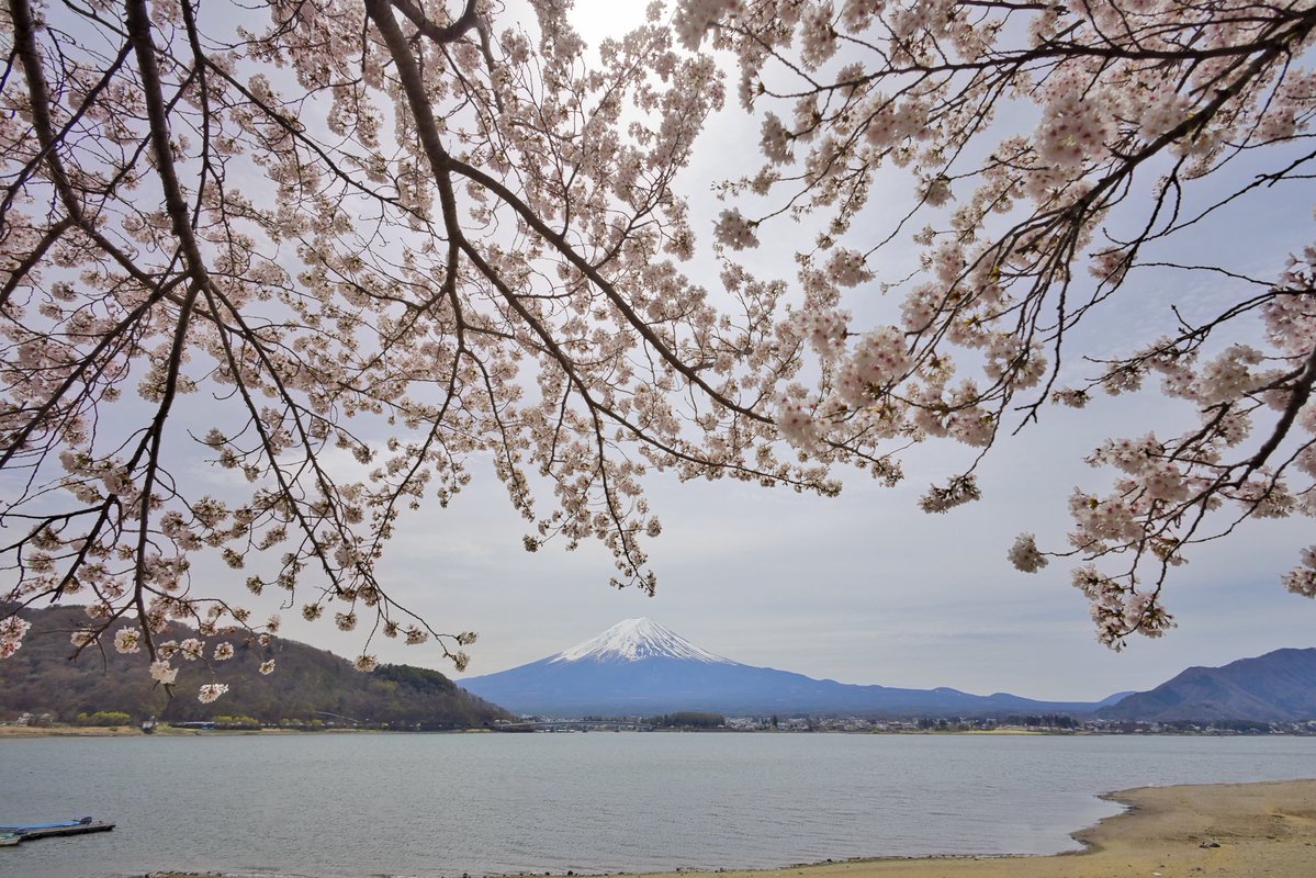 YU_JURRY's tweet image. 🗻🌸

—————————
Camera: EOS R6Mk3
Lens: RF  16mm f2.8

#photography #Fuji #camera #canon #japan