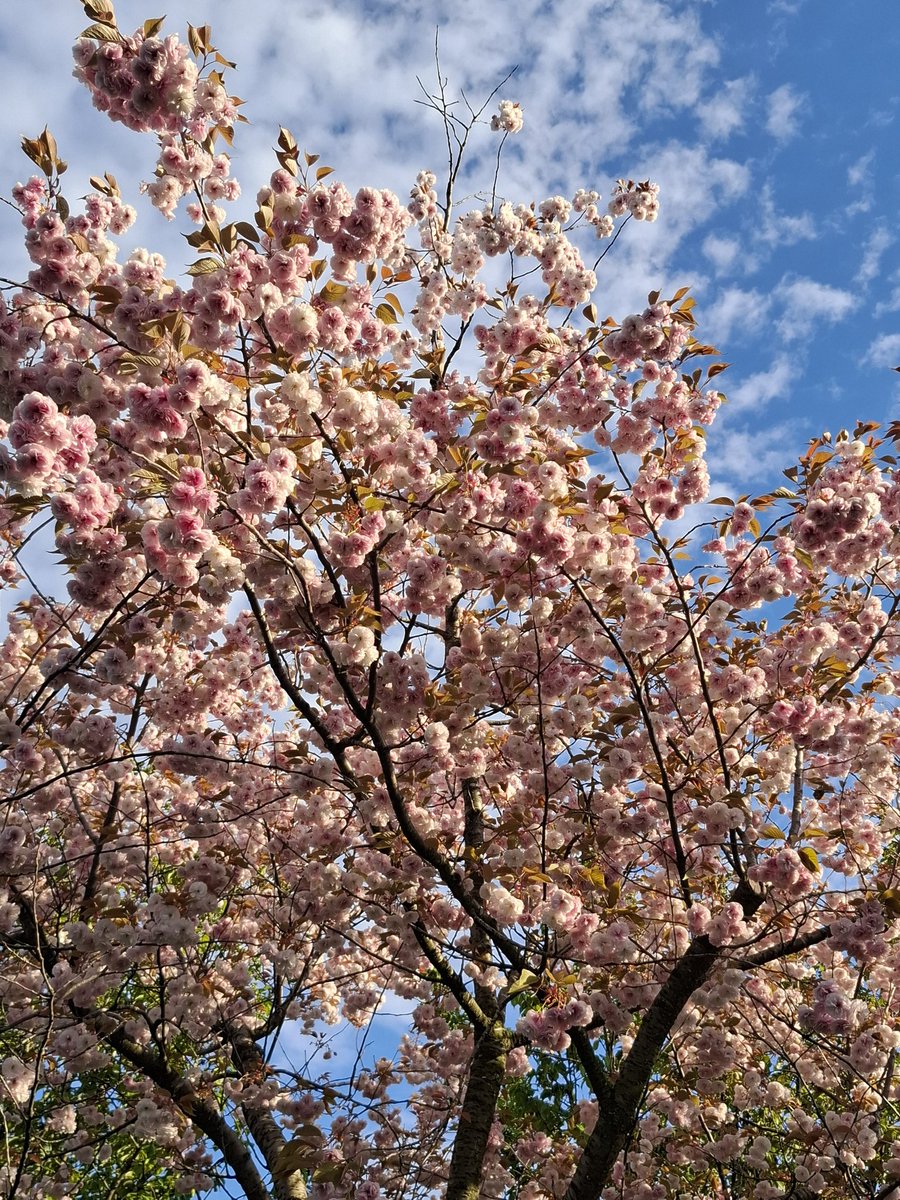 lost in the dream🦋7TH YEAR🤍 tweet media