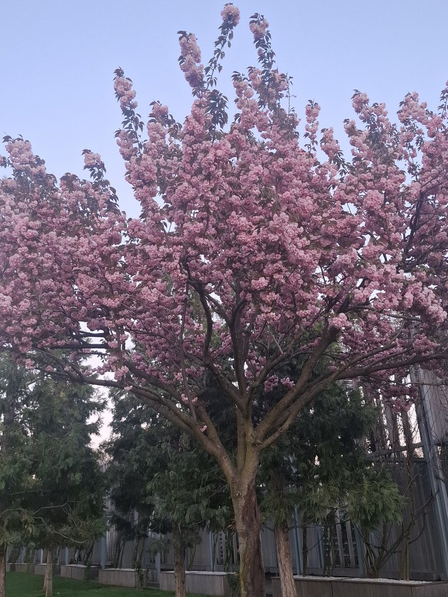 lost in the dream🦋7TH YEAR🤍 tweet media