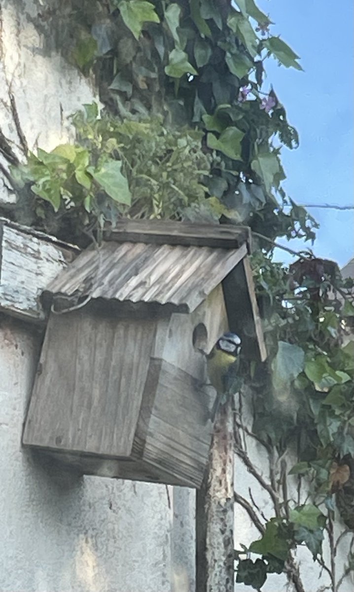 helen21206699's tweet image. Good morning from my little #bluetit making his new home in my little #cottage #garden