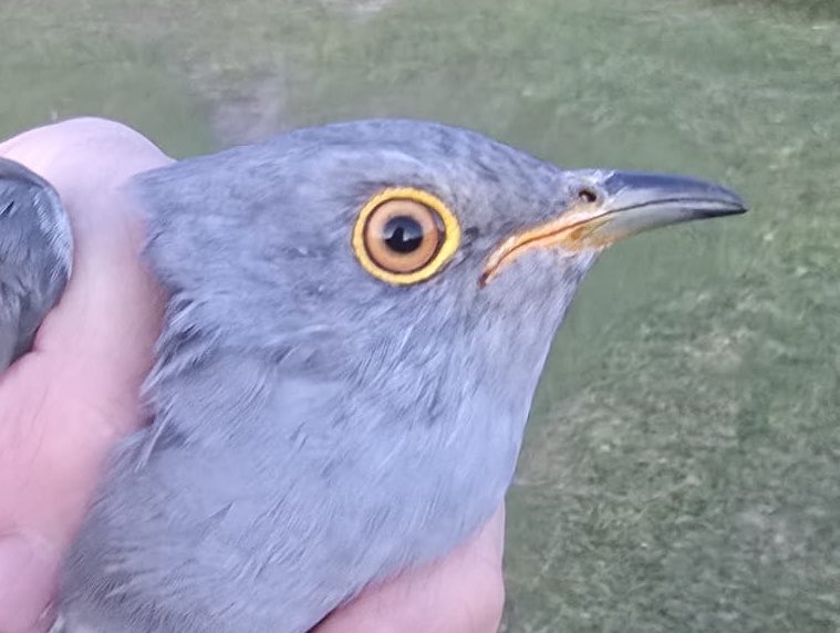 RingersWm's tweet photo. Nice return to Staffordshire💚
Our first Cuckoo of the year has arrived in Staffordshire all the way from Africa… and it’s one we ringed in 2024! 🌍🐦
Thousands of miles later, back where it belongs. Nature is unreal.
#Cuckoo #MigrationMagic #UKWildlife https://t.co/ZfsGyV3pn8