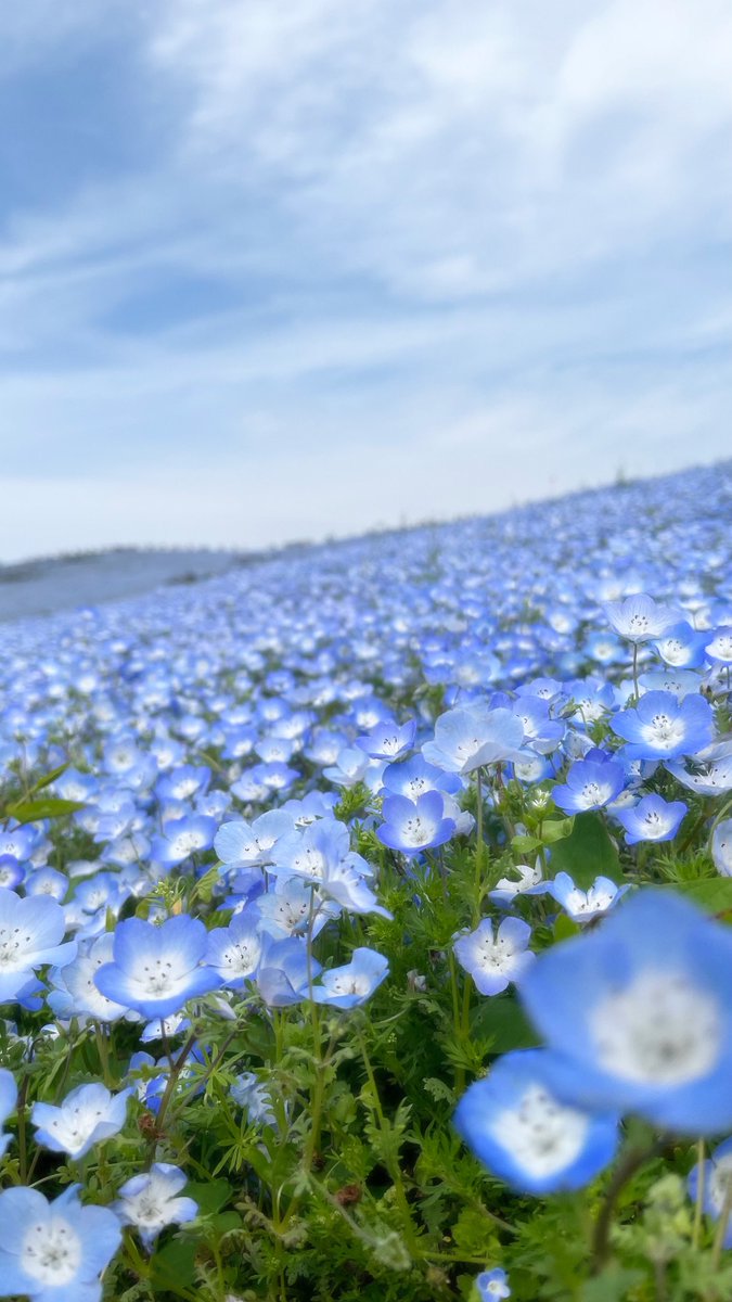 ナイト tweet media
