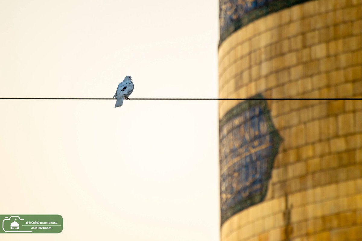 ImamRedaAS's tweet photo. 🌼🌿 ميلادك اقترب يا ابن موسى، والروح ترجو أن تطلبها نحوك لتأنس مثل حمامةٍ ترفرف حول قبتك الذهبية! 
#العتبة_الرضوية_المقدسة https://t.co/cGylyEPRet