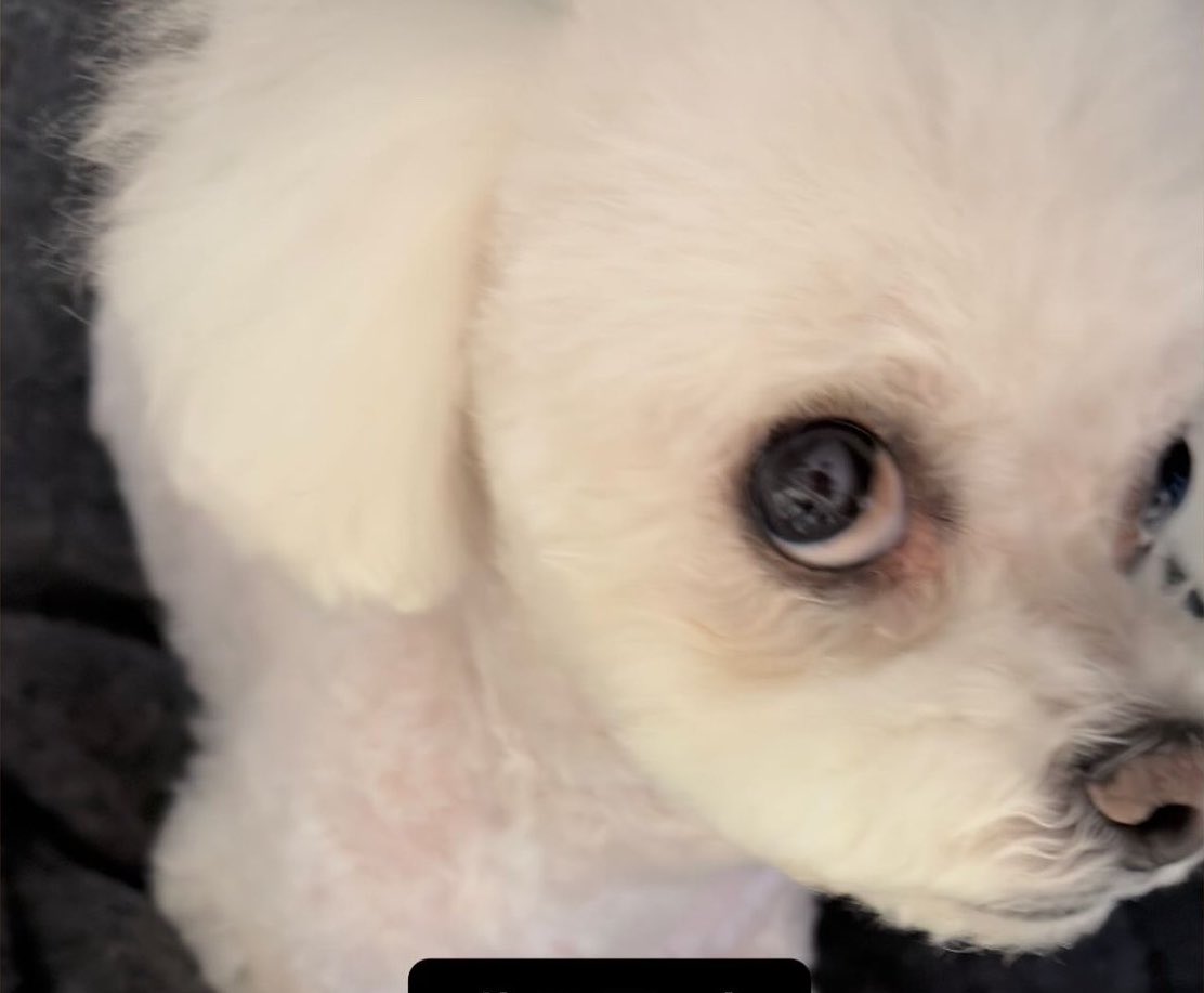 Always baby~ 🐶🐬 tweet media