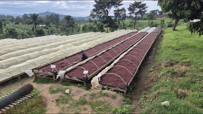 GideonSsekidde's tweet image. Sipi Falls Coffee Experience.

Take an immersive journey into the heart of Uganda’s Arabica coffee.  

From bean to brew. Taste the highlands in every cup.

#SipiFalls #UgandanCoffee #VisitUganda #GoldenPosts