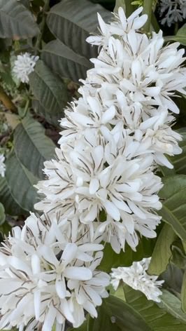 GideonSsekidde's tweet image. Sipi Falls Coffee Experience.

Take an immersive journey into the heart of Uganda’s Arabica coffee.  

From bean to brew. Taste the highlands in every cup.

#SipiFalls #UgandanCoffee #VisitUganda #GoldenPosts