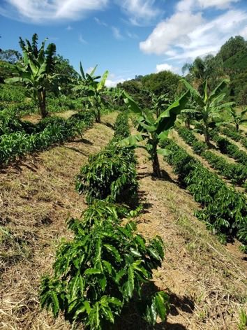 GideonSsekidde's tweet image. Sipi Falls Coffee Experience.

Take an immersive journey into the heart of Uganda’s Arabica coffee.  

From bean to brew. Taste the highlands in every cup.

#SipiFalls #UgandanCoffee #VisitUganda #GoldenPosts