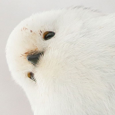 どアップのシマエナガをアイコンにしたい人へ
↓↓↓↓↓↓↓↓↓↓↓↓↓↓↓↓↓↓↓↓↓↓↓↓