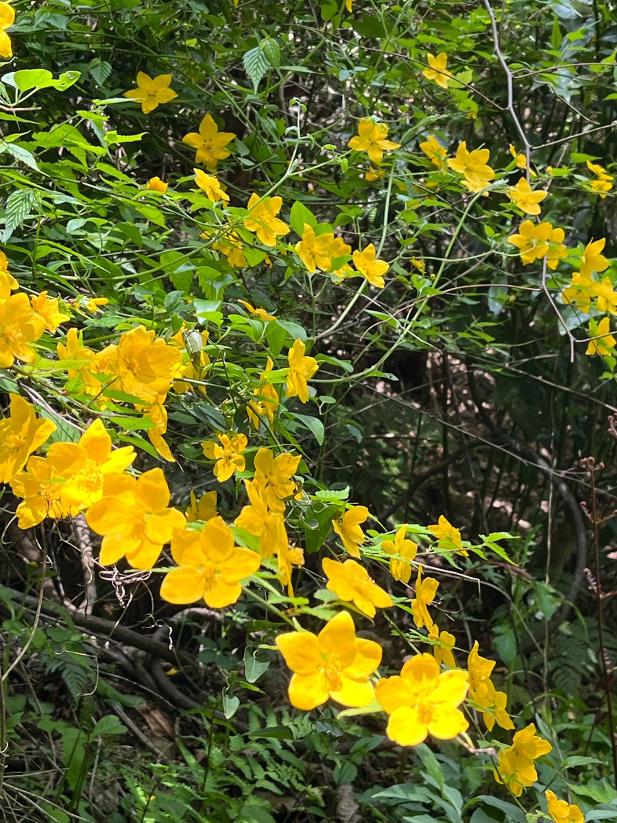 先週の山歩き
ヤマブキがいっぱい咲いてました
でも昔は法面を覆うように咲いてたけど
ここ数年は枝垂れ花のようなのは
たくさんは見られない
花の時期もすぐ終わってしまうみたい
山も春の花はもう終わりかなぁ〜