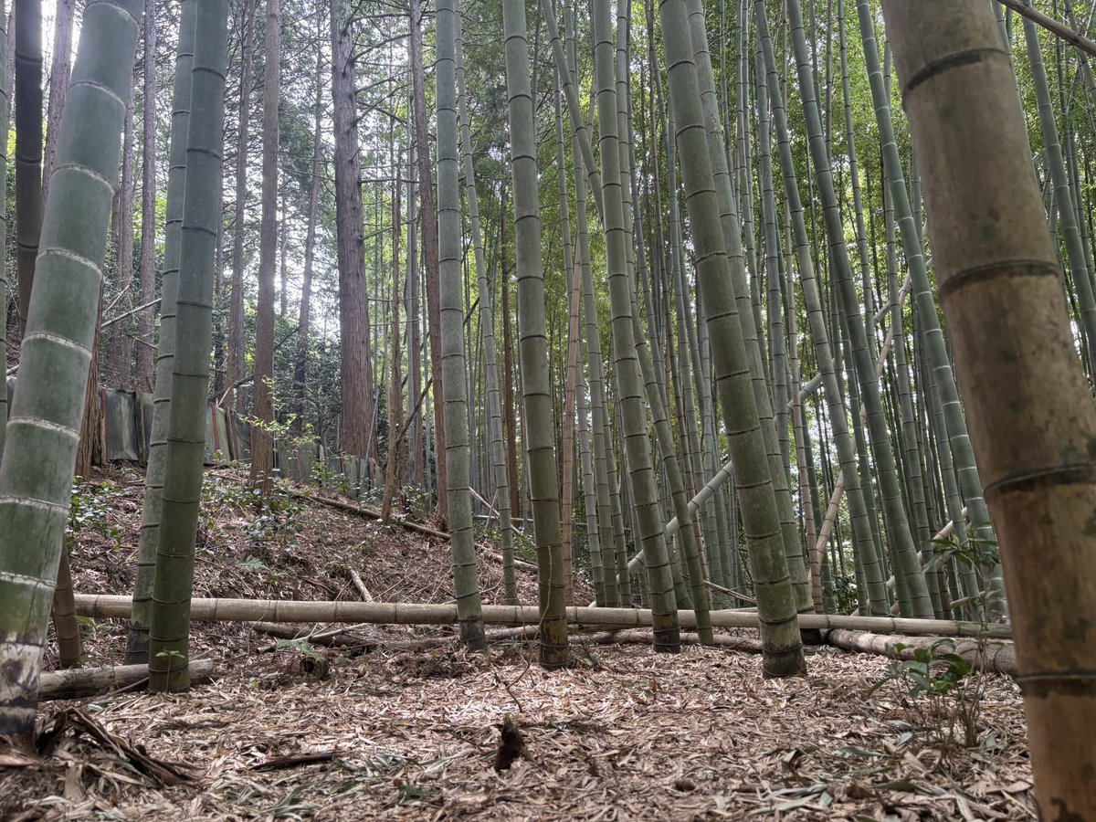mewheiみゅう tweet media