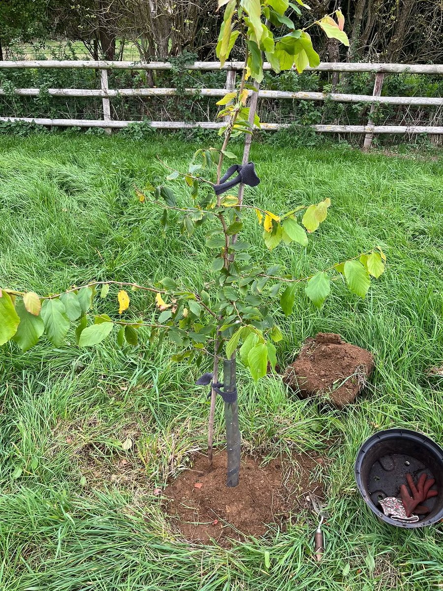 tumsee4's tweet image. I am planting a tree today.
Trees are important for our life.
They give us fresh air and make the earth green.
Thank you Bitget for this nice idea.
This is my Proof of Growth with @bitget.

#MyProofofGrowth #Bitget