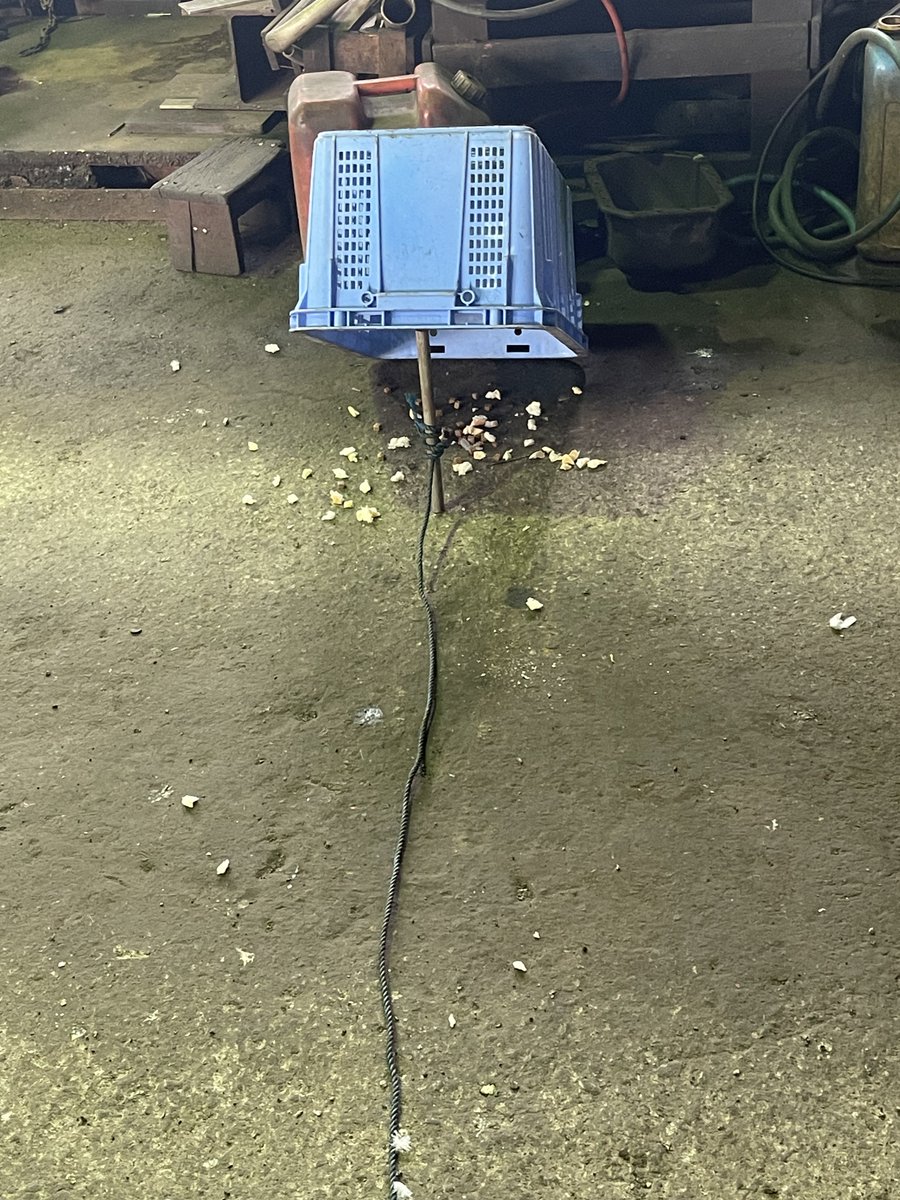 工場の中に居座ったハト捕まえます🐦