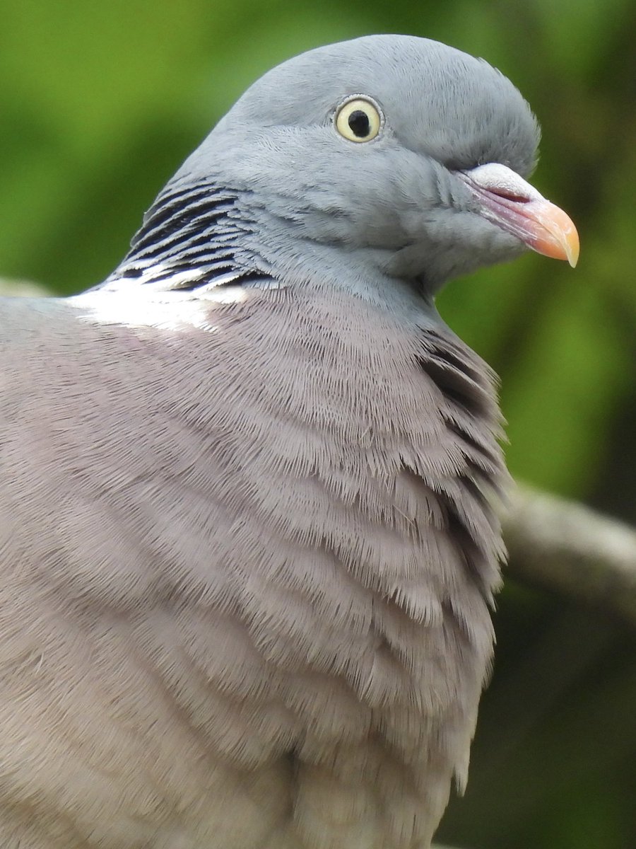 Palumbus_Pics's tweet image. Wood pigeon portrait #woodpigeon #birds #naturephotography