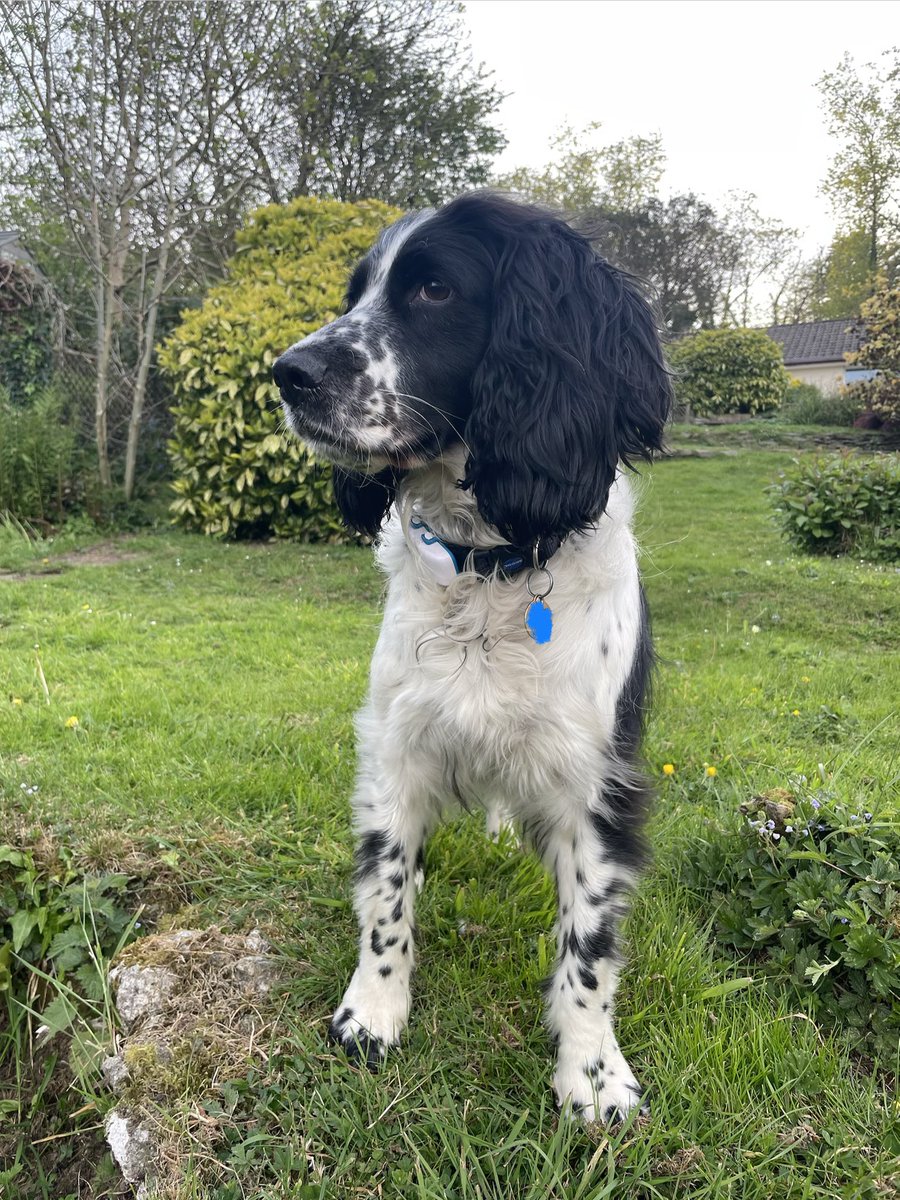 Albertspanners Dad tweet media