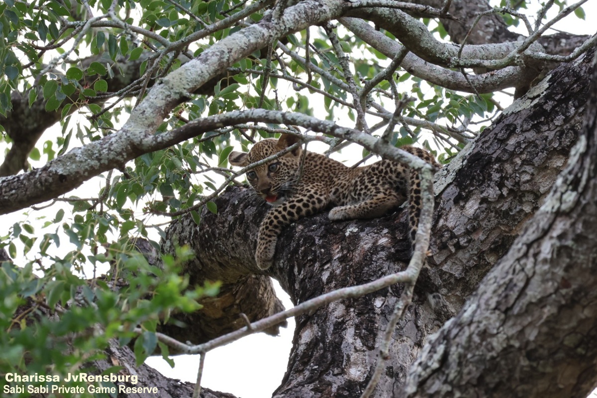 SabiSabiReserve's tweet image. After a long search, we found her—and spirits soared. 
The Jacana female and her two cubs lay sprawled across a Marula tree, bellies full, resting peacefully in the shade. #leopard #leopardcubs #cubs #wildlife #safari