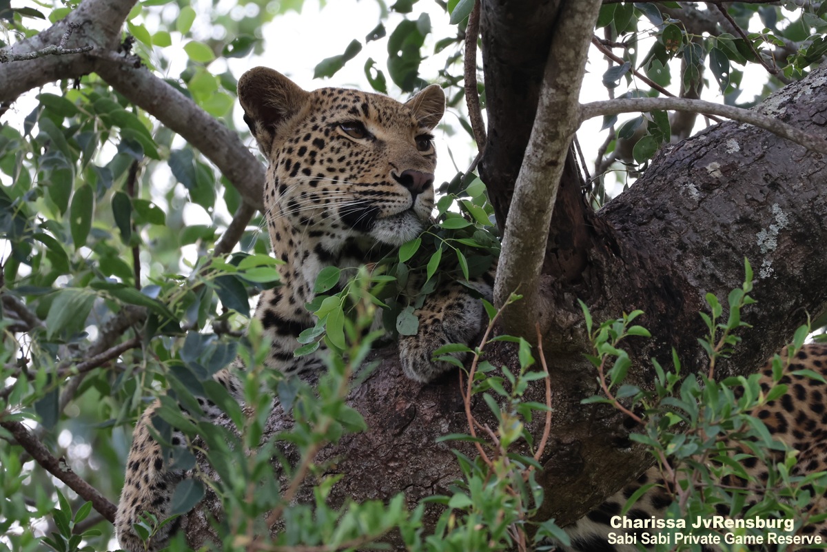 SabiSabiReserve's tweet image. After a long search, we found her—and spirits soared. 
The Jacana female and her two cubs lay sprawled across a Marula tree, bellies full, resting peacefully in the shade. #leopard #leopardcubs #cubs #wildlife #safari