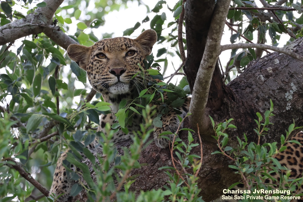 SabiSabiReserve's tweet image. After a long search, we found her—and spirits soared. 
The Jacana female and her two cubs lay sprawled across a Marula tree, bellies full, resting peacefully in the shade. #leopard #leopardcubs #cubs #wildlife #safari