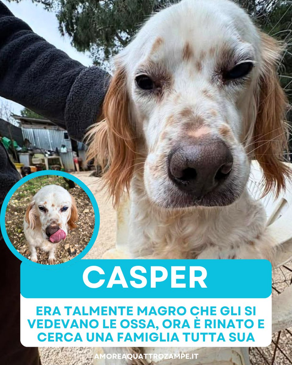 AmoreAQuattro Zampe tweet media