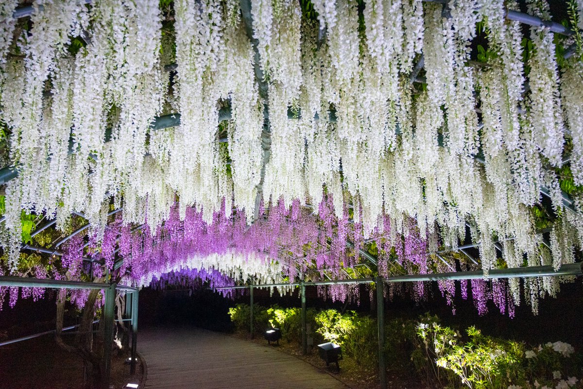 AZ31968560's tweet image. Night Flower Light Walk

#walking 
#藤
