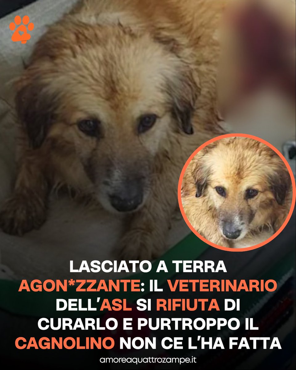 AmoreAQuattro Zampe tweet media