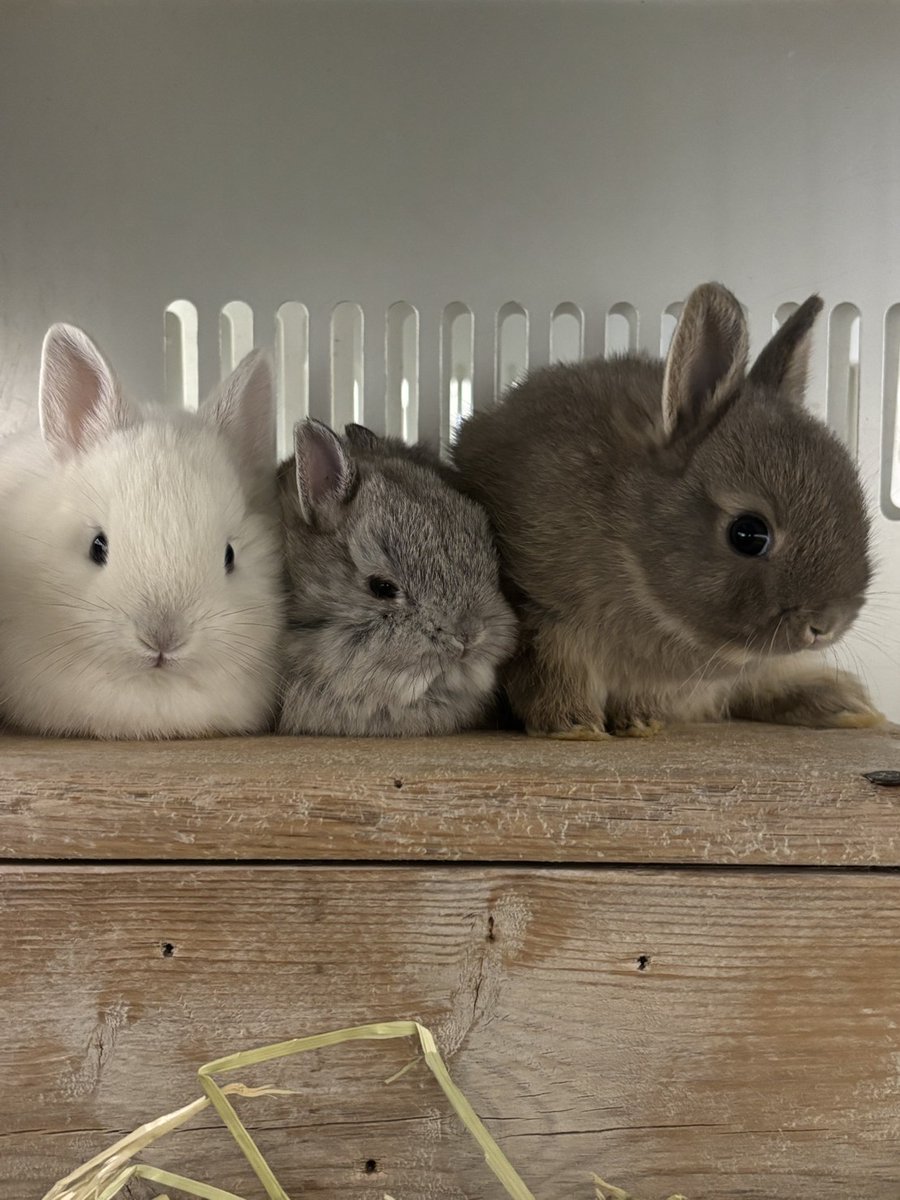 八木山動物公園フジサキの杜【公式】 tweet media