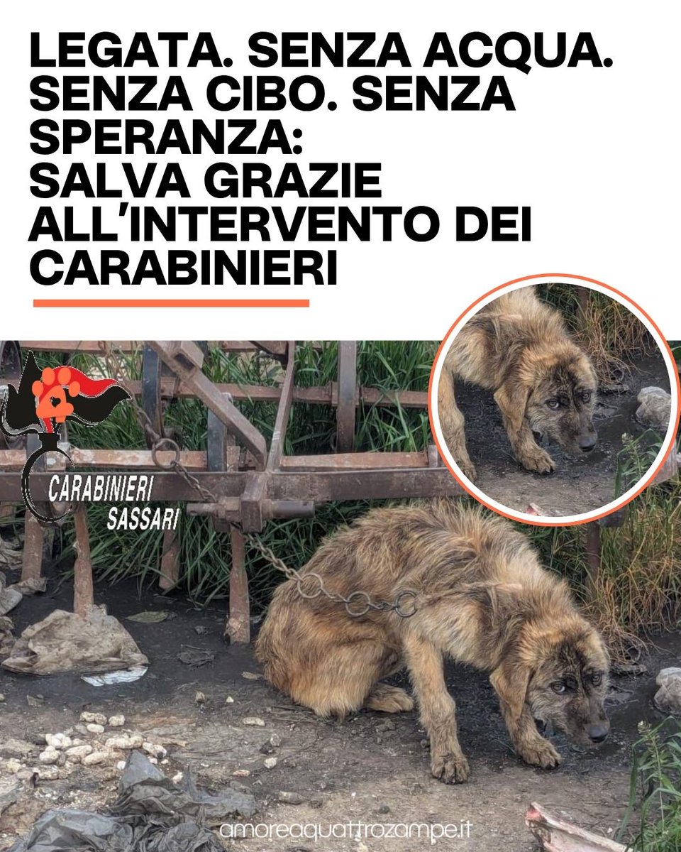 AmoreAQuattro Zampe tweet media