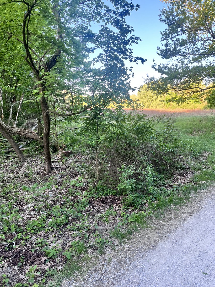 merlindragonz's tweet image. #keeprunning #trail #vienna #lobau #earlyrunner