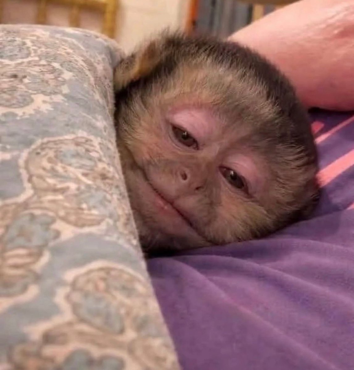 Знайдіть 10 відмінностей між цими двома фото 

Відповіді надсилати сюди: send.monobank.ua/jar/6YD8SPybdw