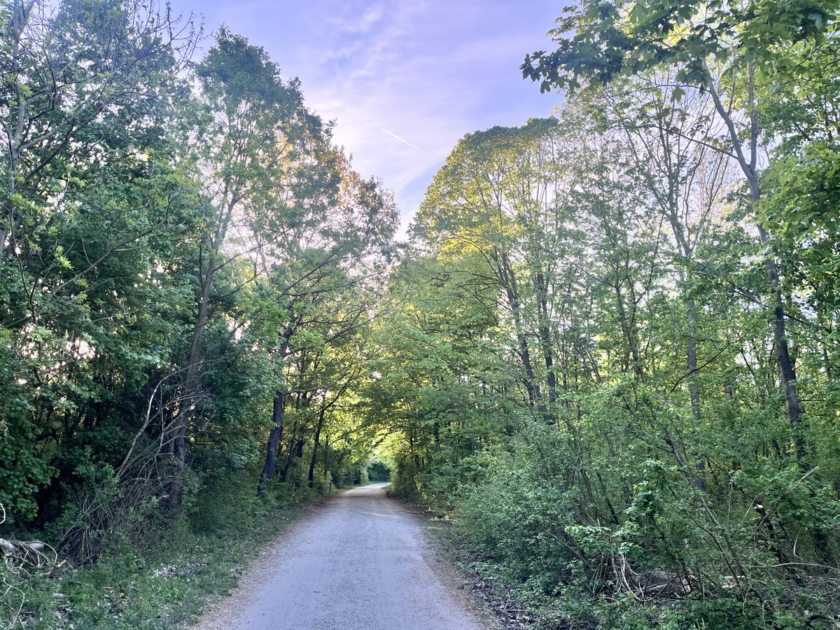 merlindragonz's tweet image. #keeprunning #trail #vienna #lobau #earlyrunner