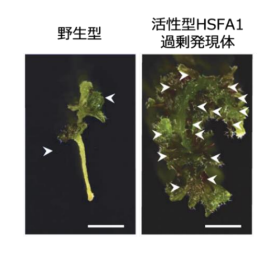 JST_info's tweet photo. 〈プレスリリース〉傷害が誘導する植物再生の仕組み～熱ストレス応答因子HSFA1が細胞リプログラミングを制御～
https://t.co/PVAaGP9a3I
本研究は、環境応答と発生制御を結び付ける新たな分子基盤を提示するものです。
#JST #科学技術振興機構 #さきがけ #ASPIRE #GteX https://t.co/8OU2HPiSuH