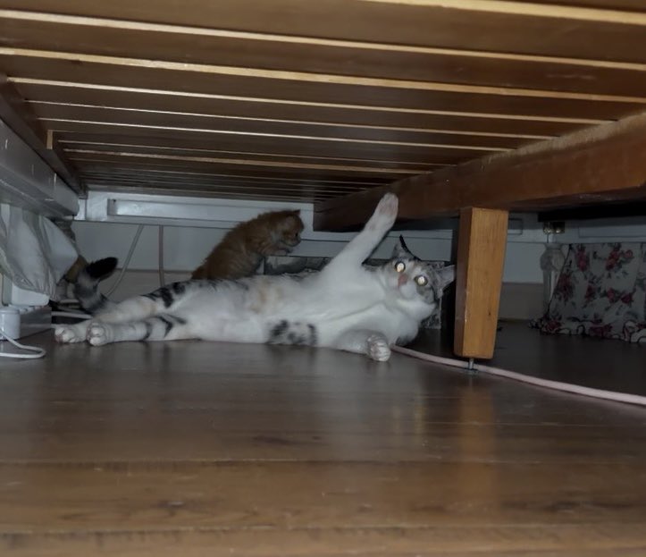 째앙금 tweet media