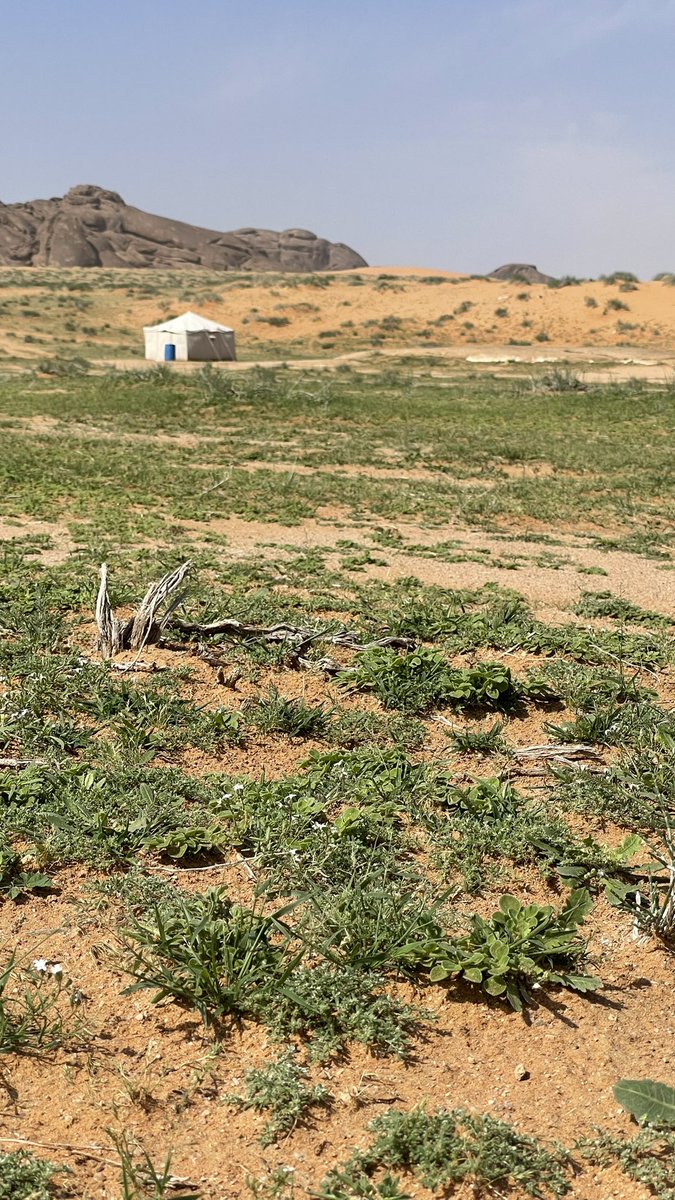 hamd2000s's tweet photo. صباح الخير والاجواء الجميلة 
من محيوة ونفود الميسرية جنوب غرب القصيم وادي يمشي وربيع يفتح النفس https://t.co/6SzkHln2uJ