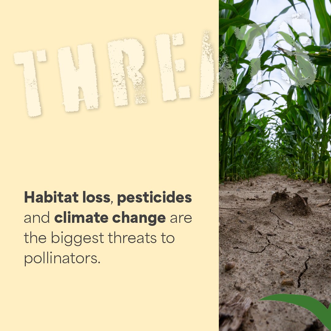 LEAF_Education's tweet image. Get popular with Pollinators. #FarmingFortnight

Help students understand how bees and other insects support food production, and how farmers create habitats to help them thrive.

Download today’s resources: countrysideclassroom.org.uk/farming-fortni…
#Pollinators #Sustainability