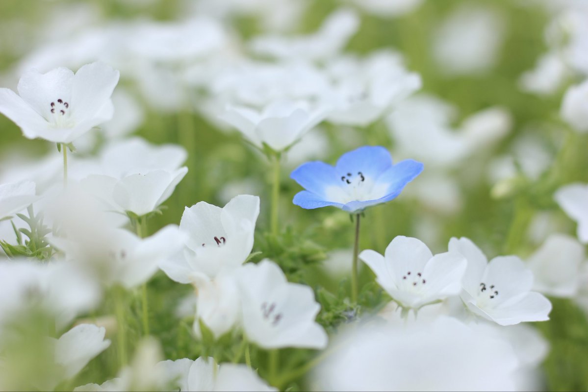 ᴄʜɪʀᴏ tweet media