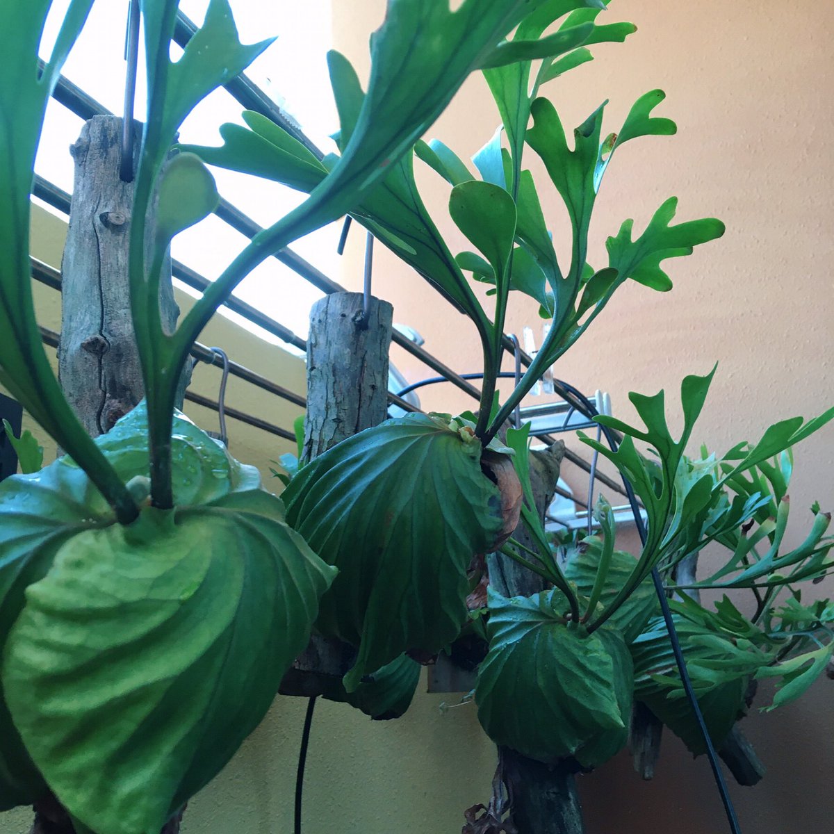 take29's tweet photo. 胞子から4年と6ヶ月のリドレイ🌿 https://t.co/cVUfA6FqtK
