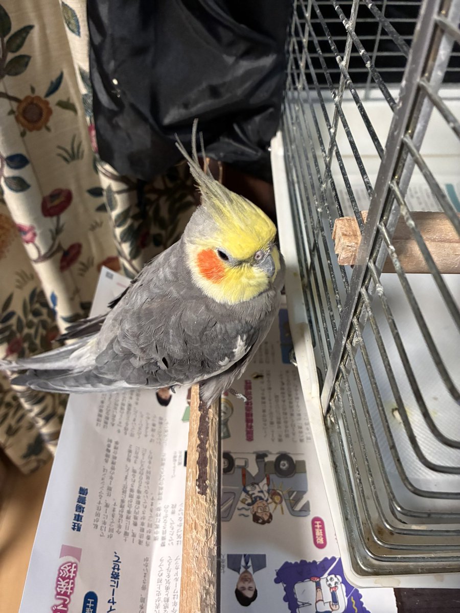 ぴむぞー🐦🌦 tweet media