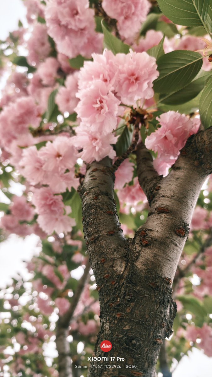 Qc03340762's tweet photo. #桜 https://t.co/NkhI7ozgm1
