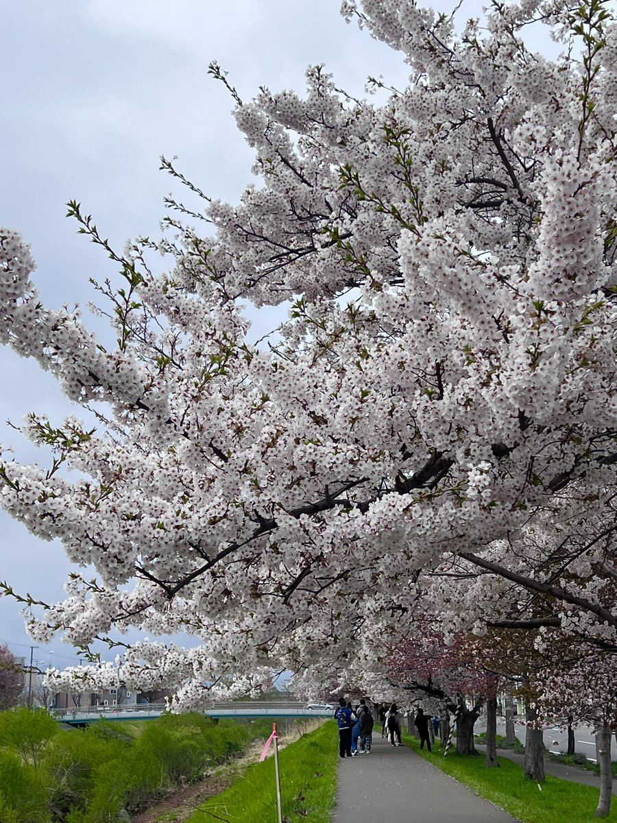 ﾏﾝｶﾞﾝ tweet media