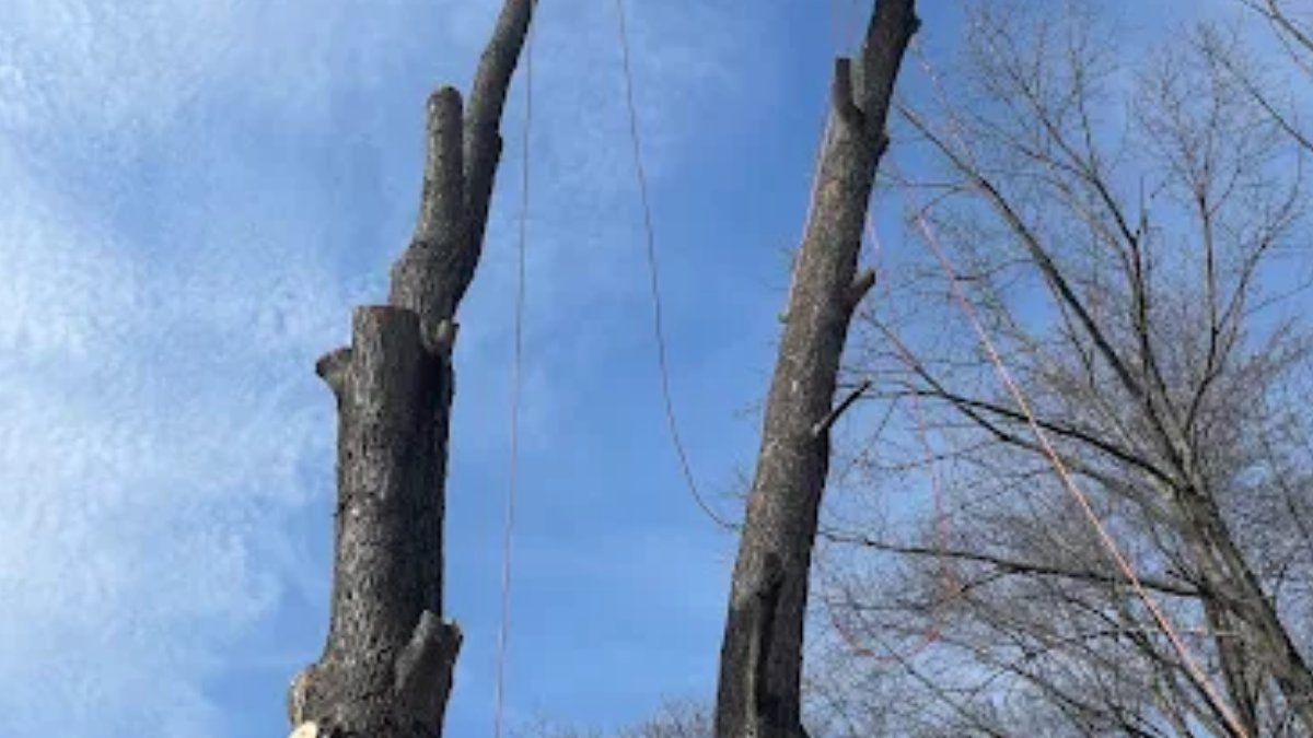 Cleangreentree's tweet photo. How Close Is Too Close? Trees Near Power Lines Explained

That tree near your power line? It's closer than you think.

✅ 10 ft or less = serious risk 
✅ Storm + overgrown tree = outage or fire
 
Clean Green Tree Service keeps your home safe.

#TreeRemoval #CleanGreenTree https://t.co/FCtyWAwxHT