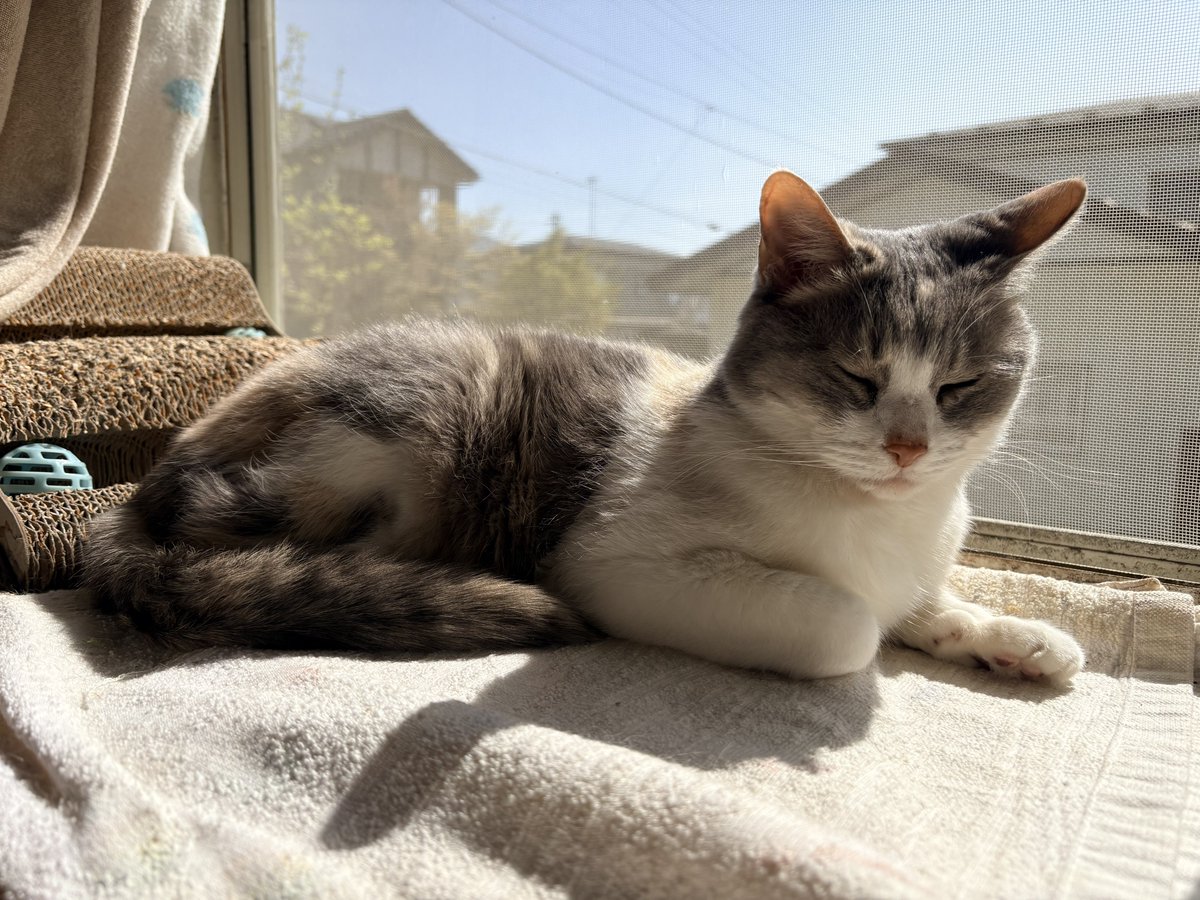 ななこま tweet media